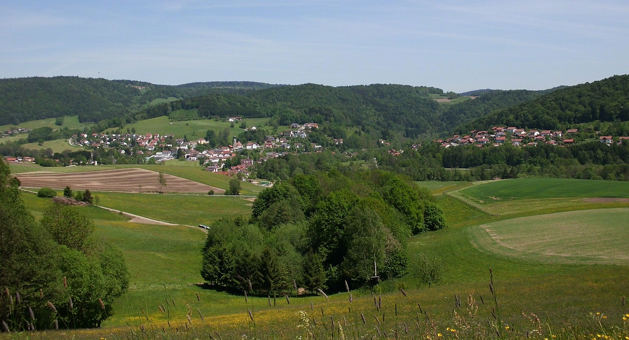 Ringelai im Bayerischen Wald